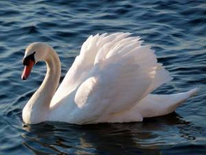 1185634_622931197728558_1469038530_n