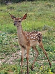 imagesCAUHAFZI cerbiatto