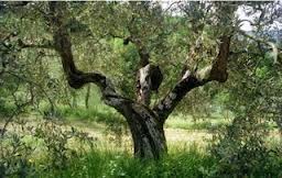 ulivo2