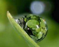 rugiada da gayatriforum.