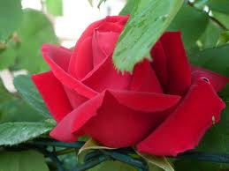 primavera napulitana