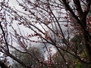 alberi in fiore 010