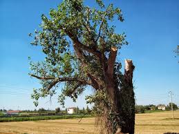 alberi potati