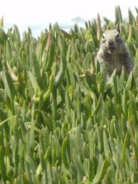 di quel securo da chiccaincalifornia.