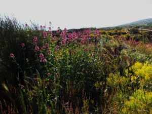 CHICCO NUVOLETTE 004