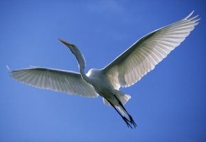 airone_bianco da bmscience.