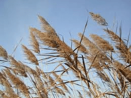 canne al vento