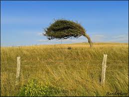 elfchendella tempesta