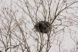 aspettando primavera