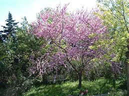 da dove viene Primavera