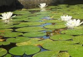 12809675_10207414783762295_8200946247423563640_n