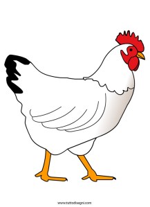 gallina