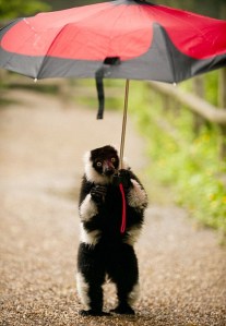 Mandatory Credit: Photo by DZG / Rex Features (1755007b) Light-fingered Lemur Beats The Rain With Umbrella Rain didn't stop play for this cheeky black-and-white-ruffed lemur at Dudley Zoological Gardens (DZG) on Thursday (21 June). The savvy small primate grabbed an umbrella from a visitor to the site's Lemur Wood - home to more than 30 free-roaming lemurs - and set off for a wander around the one-acre paddock at the Midlands' leading tourist attraction. DZG Head of Media and Communications, Jill Hitchman, said: "Lemurs love to play out in the trees and meadows, but this week's torrential downpours have put a dampener on their antics. "However, yesterday one of the black-and-white-ruffeds spied an opportunity for fun, grabbed an umbrella from a visitor and made a dash for it. "He carried it around for a while but abandoned the brolly when a gust of wind almost blew him over." MUST CREDIT: DZG/Rex Features For more information visit http://www.rexfeatures.com/stacklink/IRIYULJLL