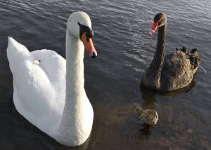 cigno