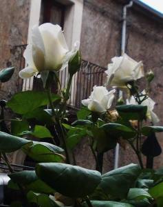 14522901_899132716886348_4015310345564235012_n