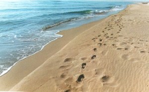 16708633_1240903422689634_2736003177015851043_n